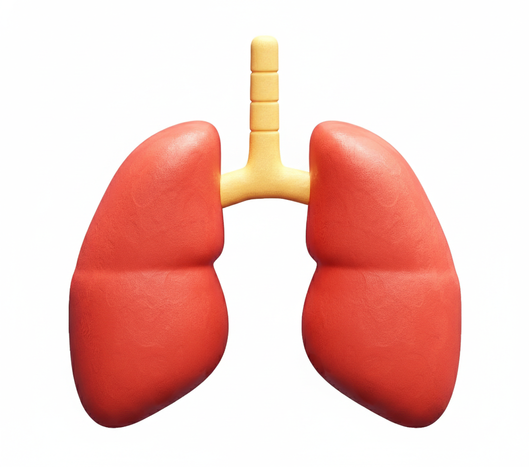real lungs